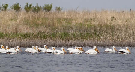 American White Pelicansの写真素材