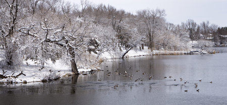 Shovelnose Ducks take to the wing on a South Dakota lake after a Spring snowの写真素材