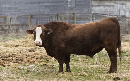 In a South Dakota farm yard a bull raises hid head to break from grazing.の写真素材