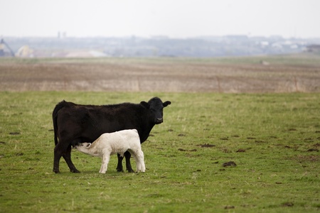 Suckling Calfの写真素材
