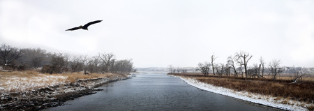 An American Bald Eagle flies over South Dakota's James River in early winter.の写真素材