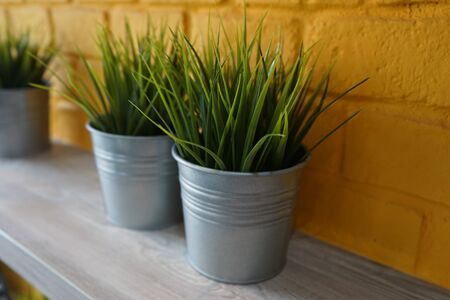 Grass in bucketの写真素材