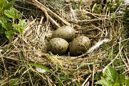 Nest with eggs of a seagull in woodの写真素材