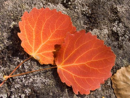 of autumn leaves on a natural backgroundの写真素材