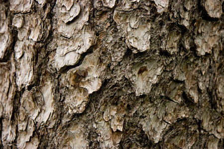 of a textural bark of a tree