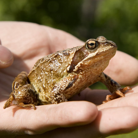 of a frog close up on a man's hand