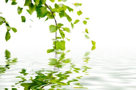 Branch of a birch and its reflexion in waterの写真素材