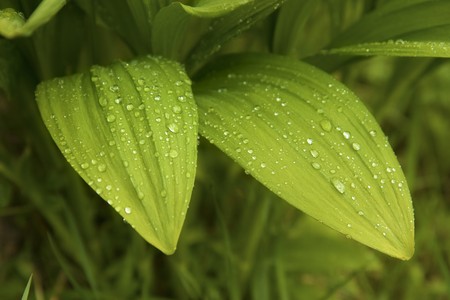 beautiful wild garlic leaves after the rain the sun
の写真素材