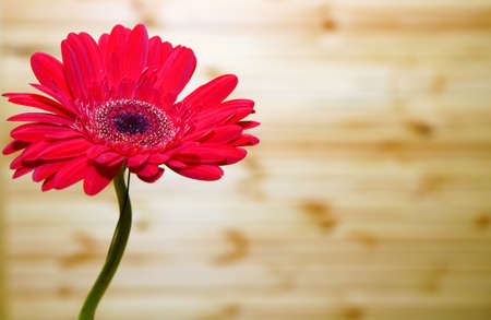 Gerbera flower on a light background wooden wallの写真素材