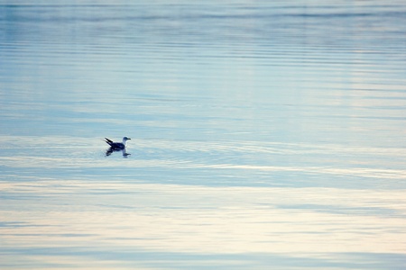 Gull on the surface of the northern lakes. sunsetの写真素材