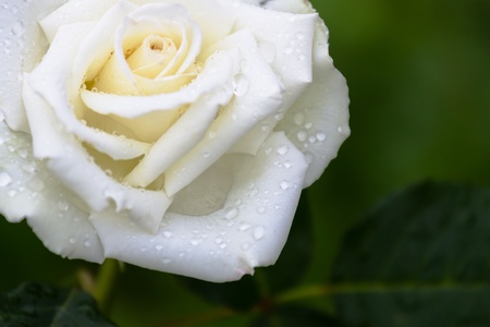 Large white rose with rain drops on the petalsの写真素材