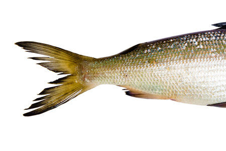 fresh fish on a white background