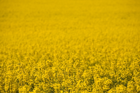 Blossomy yellow meadow fieldの写真素材