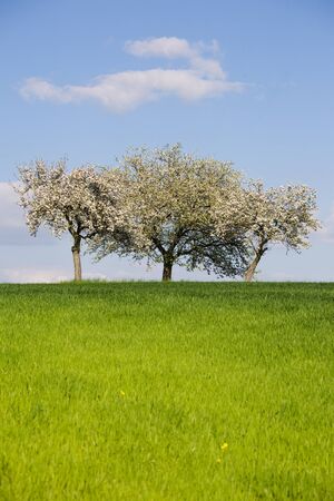 Blossomy tree on horizon with cloudsの写真素材
