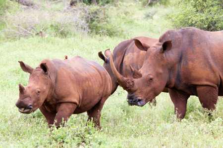 White rhinoceros family. South Africa, Kruger National Park.の写真素材