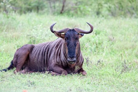 Blue wildebeest. South Africa, Kruger National Park.の写真素材