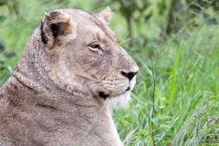 Female Lion in the bush. South Africa, Kruger National Park.の写真素材