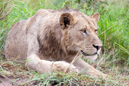 Male Lion in the bush. South Africa, Kruger National Park.の写真素材