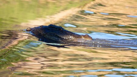 Haunting crocodile in shallow water. South Africa, Krugerの写真素材
