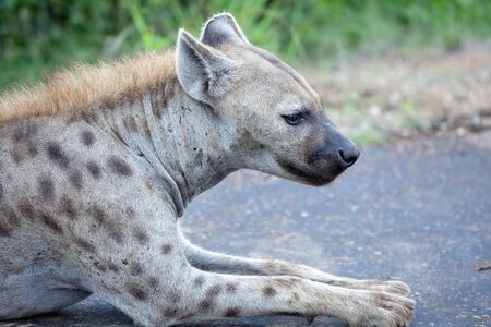 Spotted Hyena. South Africa, Kruger National Park.の写真素材