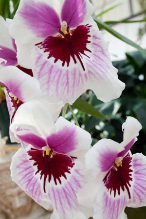 Orchid flower growing on lava stone. Big Island, Hawaiiの写真素材