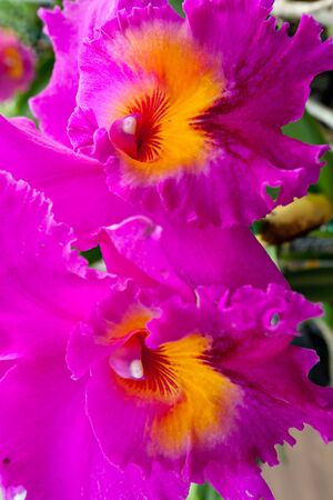 Orchid flower growing on lava stone. Big Island, Hawaiiの写真素材