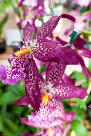 Orchid flower growing on lava stone. Big Island, Hawaiiの写真素材