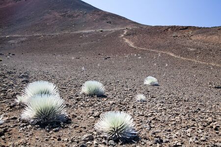 Silversword, Haleakala National Park, Maui, Hawaiiの写真素材
