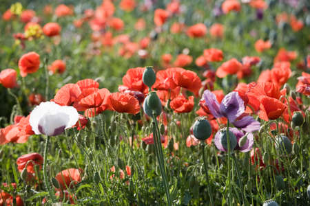 Red poppy bloom field with white and violet flowers.の写真素材