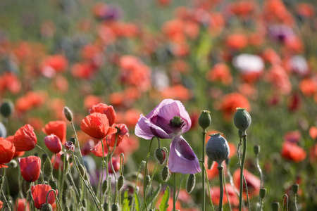 Red poppy bloom field with white and violet flowers.の写真素材