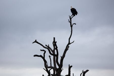 White-headed Vulture on bare tree trunk. South Africa, Kruger National Park.の写真素材