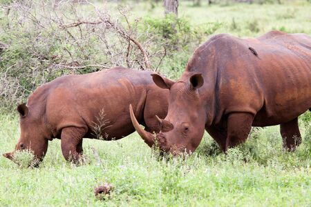 White rhinoceros family. South Africa, Kruger National Park.の写真素材