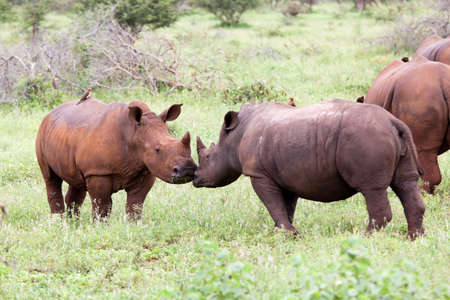 White rhinoceros family. South Africa, Kruger National Park.の写真素材