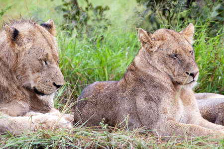 Lion couple in the bush. South Africa, Kruger National Park.の写真素材