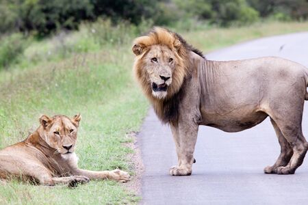 Lion couple in the bush. South Africa, Kruger National Park.の写真素材