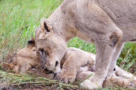 Lion couple in the bush. South Africa, Kruger National Park.の写真素材