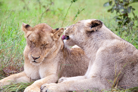 Lion couple in the bush. South Africa, Kruger National Park.の写真素材