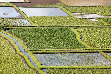 Taro plantation in Hanalei National Wildlife Refuge, Kauai, Hawaiiの写真素材