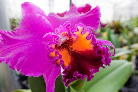 Orchid flower growing on lava stone. Big Island, Hawaiiの写真素材