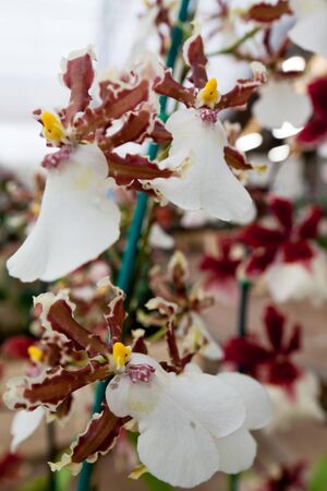 Orchid flower growing on lava stone. Big Island, Hawaiiの写真素材