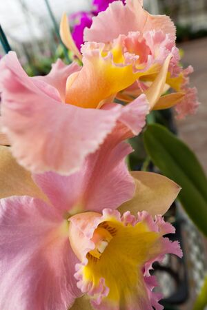 Orchid flower growing on lava stone. Big Island, Hawaiiの写真素材