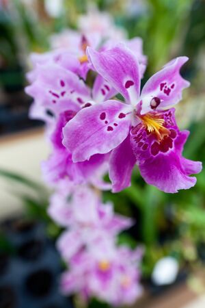 Orchid flower growing on lava stone. Big Island, Hawaiiの写真素材