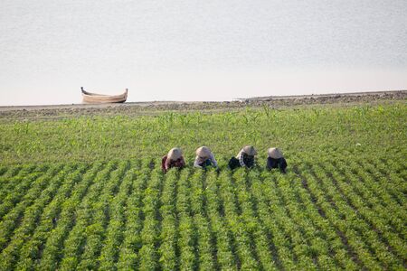 Four woman - farmers are working on field. Amarapura, Mandalay, Burma.の写真素材