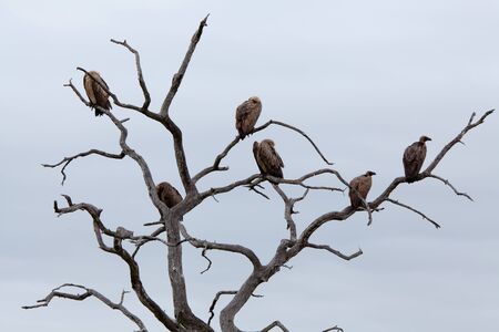 White-backed Vultures on bare tree trunk. South Africa, Kruger National Park.の写真素材