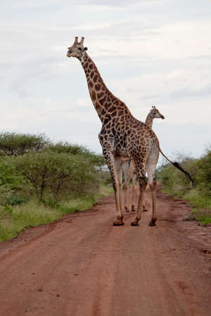 Watching Giraffe. South Africa, Kruger National Park.の写真素材
