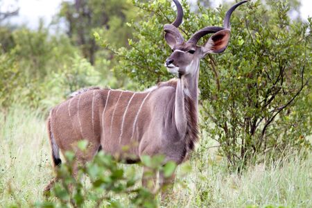 Male Kudu antelopes. South Africa, Kruger National Park.の写真素材