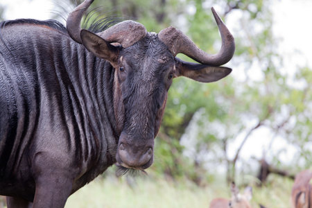 Blue wildebeest. South Africa, Kruger National Park.の写真素材