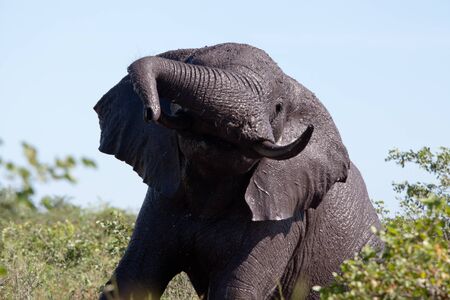 Elephant is cooling skin with mud. South Africa, Kruger National Park.の写真素材