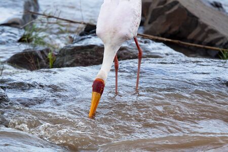 Hunting Yellow-billed Stork. South Africa, Krugerの写真素材