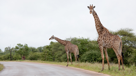 Watching Giraffe. South Africa, Kruger National Park.の写真素材